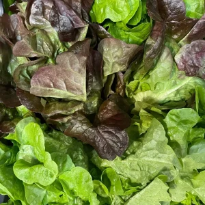 Insalata foglia di quercia