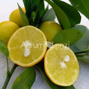 Sudachi (Citrus sudachi)