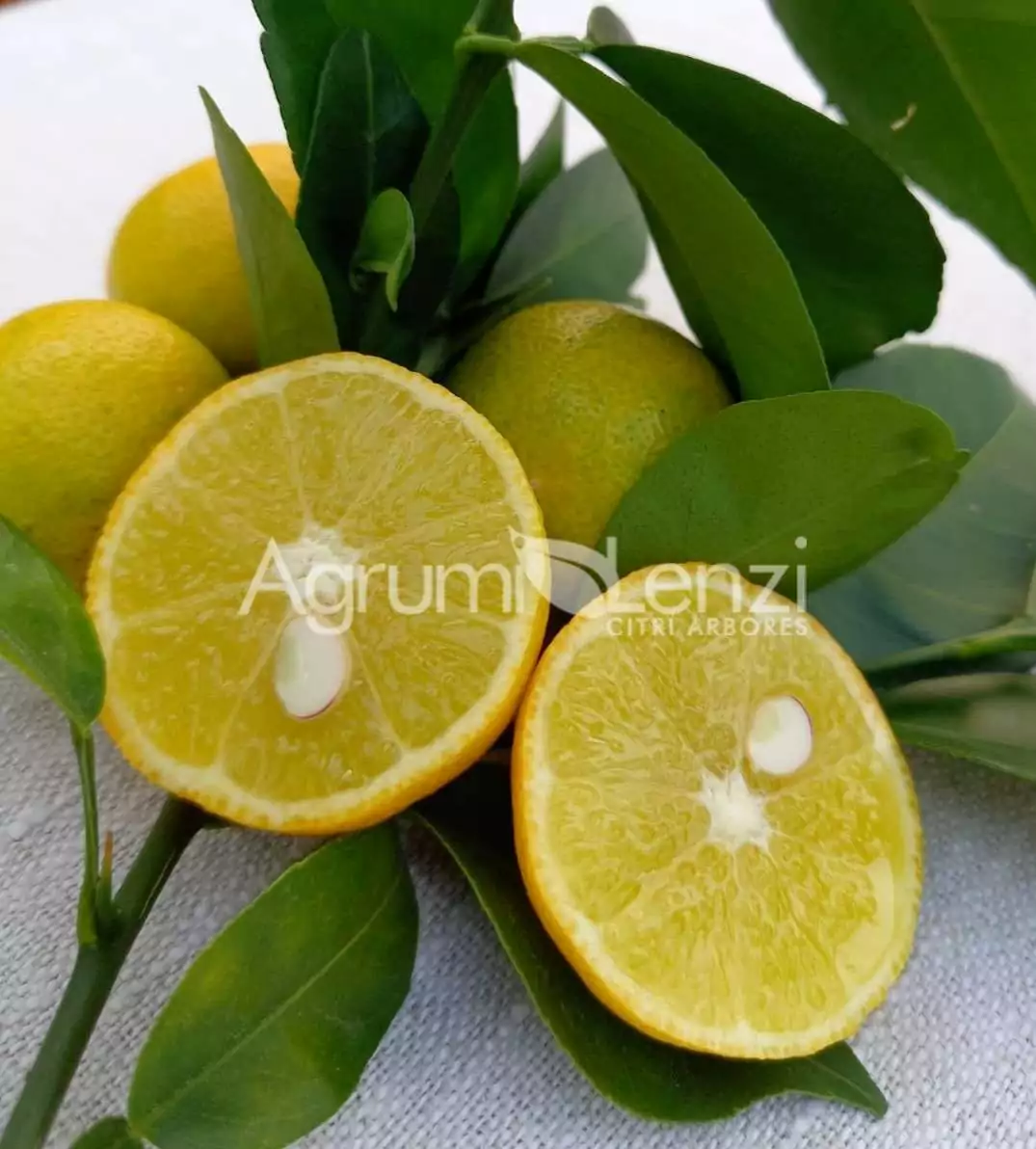 Sudachi (Citrus sudachi)