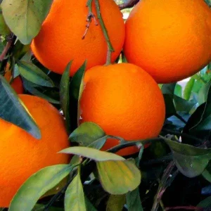 Arance Navel BIO – 10 kg